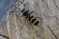 Clytus arietis
