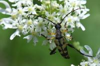 Rutpela maculata