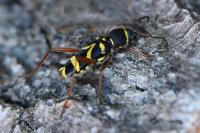 Clytus arietis