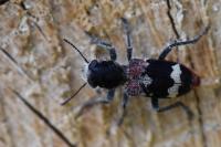 Clerus mutillarius