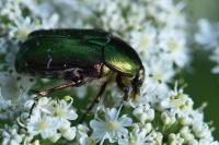 Cetonia aurata