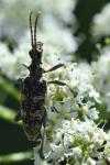 Rhagium sycophanta