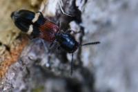 Tilloidea unifasciata