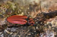 Anostirus purpureus