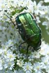Cetonia aurata