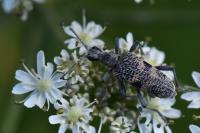 Rhagium mordax