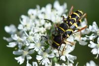 Clytus arietis