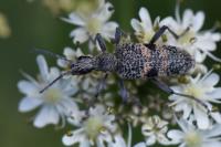 Rhagium mordax