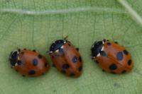 Hippodamia variegata