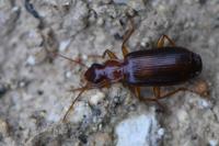 Paradromius linearis