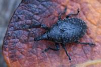 Larinus turbinatus