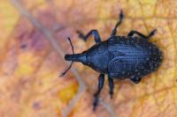 Larinus turbinatus