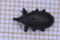 Larinus turbinatus