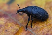 Larinus turbinatus