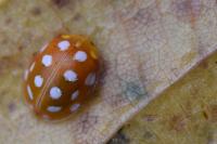 Halyzia sedecimguttata