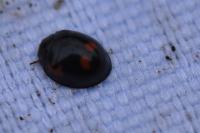 Exochomus quadripustulatus