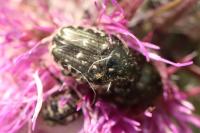 Oxythyrea funesta