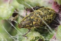 Rhinocyllus conicus