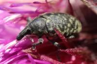 Larinus turbinatus