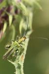 Oedemera nobilis