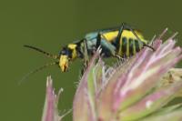 Clanoptilus elegans