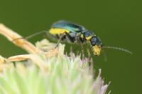 Clanoptilus elegans