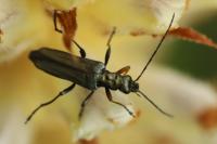 Oedemera flavipes