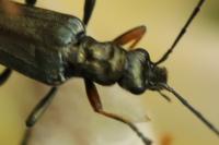 Oedemera flavipes
