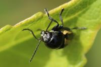 Cryptocephalus vittatus
