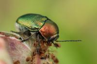 Cryptocephalus