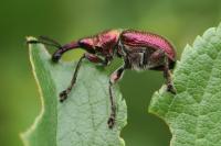 Rhynchites auratus
