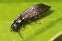 Scraptia dubia