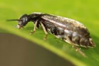 Scraptia dubia