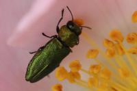 Anthaxia nitidula