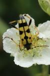 Rutpela maculata