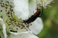 Rutpela nigra