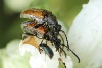 Pseudovadonia livida
