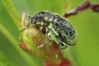 Phyllobius betulinus