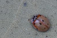 Adalia decempunctata