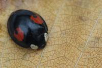 Harmonia axyridis