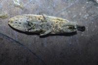 Lixus juncii