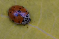 Adalia decempunctata