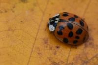 Harmonia axyridis