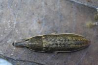 Lixus juncii
