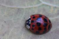 Harmonia axyridis
