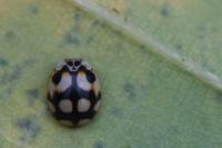 Adalia decempunctata