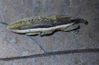 Lixus juncii