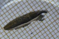 Lixus juncii