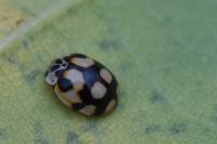 Adalia decempunctata