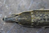 Lixus juncii